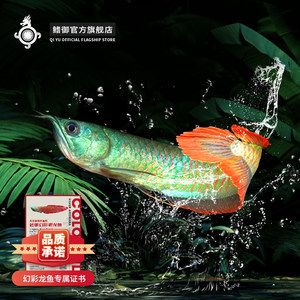 幻彩银龙鱼什么意思（幻彩银龙鱼和银龙有什么区别？） 龙鱼百科 第2张