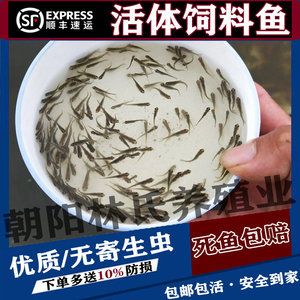 成年银龙鱼几天喂一次饲料（成年银龙鱼多久喂一次最合理银龙鱼喂一次最合理） 龙鱼百科 第3张