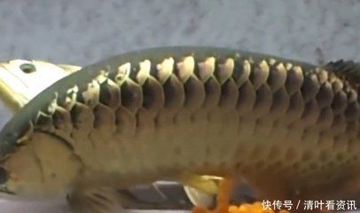 家养金龙鱼好吗（家中养金龙鱼好吗金龙鱼饲养禁忌查查吧） 龙鱼百科 第2张