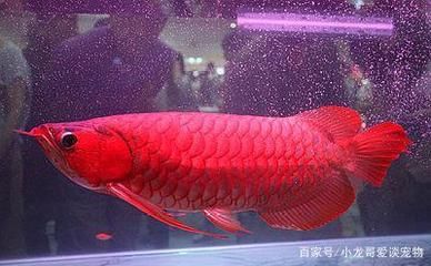 大冶市乐彩水族馆（大冶乐彩水族馆）