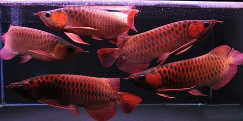 鸡西市鸡冠区鱼乐坊水族馆（鸡西市鱼乐坊水族馆） 全国观赏鱼市场