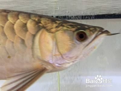 东营开发区博宇水族馆（东营博宇水族馆） 全国观赏鱼市场