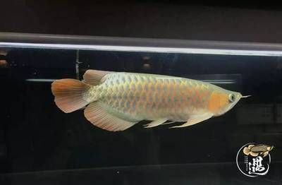 武进高新区天斐水族用品店（常州天斐水族馆）