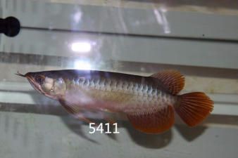 安阳县水冶镇天天有鱼水族店（安阳县水冶镇天天有鱼） 全国观赏鱼市场