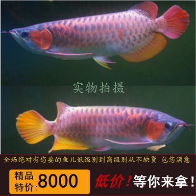 红龙鱼品质等级排名最新（红龙鱼品质等级排名） 龙鱼百科 第3张