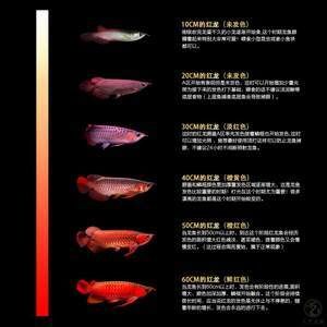 红龙鱼拍卖价格记录图表最新版（最新红龙鱼拍卖价格记录图表） 龙鱼百科 第4张