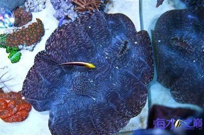 祥龙鱼场水族馆加盟费多少钱一个月（祥龙鱼场水族馆具体加盟费用及每月费用详细信息） 龙鱼百科 第4张