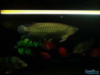 祥龙鱼场水族馆加盟费多少钱一个月（祥龙鱼场水族馆具体加盟费用及每月费用详细信息） 龙鱼百科 第1张