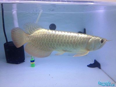 水族馆加盟v祥龙鱼场（“祥龙鱼场”水族馆加盟信息）