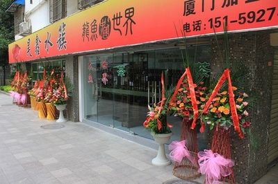 高端龙鱼店（广州龙鱼高端龙鱼店-成华双桥子花鸟58同城） 龙鱼百科 第2张