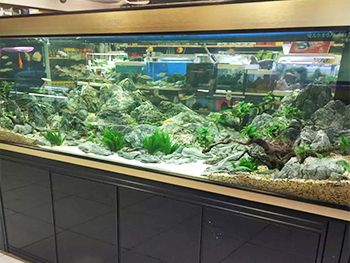 水族馆加盟找祥龙鱼场可以吗多少钱一个月（水族馆加盟找祥龙鱼场加盟费用大概需要多少钱） 龙鱼百科 第2张