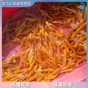 红龙鱼吃什么饲料最好养（红龙鱼的最佳饲料选择对于其健康和美丽至关重要）