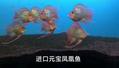 品牌鱼缸find祥龙鱼场（祥龙鱼场-龙鱼批发） 龙鱼百科 第5张