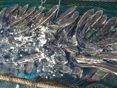 淡水海龙鱼吃饲料吗（淡水海龙鱼可以吃饲料吗） 龙鱼百科 第1张