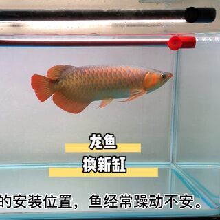 红龙鱼换新缸的正确方法（红龙鱼更换新缸之前要确保新缸已彻底清洗并消毒） 龙鱼百科 第1张