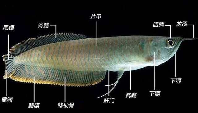 关于银龙鱼的诗句唯美（关于银龙鱼的唯美诗句） 龙鱼百科 第3张