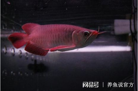 红龙鱼如何发色（关于红龙鱼发色的几个重要方面） 龙鱼百科 第4张