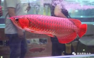 红龙鱼去哪里买比较好一点（买红龙鱼哪家水族店品质好？）