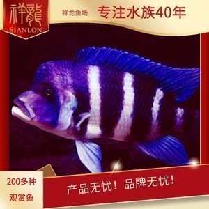 祥龙鱼场品牌龙鱼40年（最好的龙鱼缸品牌是哪个） 龙鱼百科 第4张