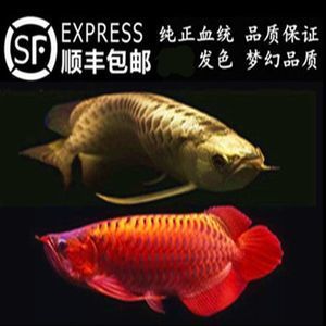 红龙鱼品牌排行榜（知名红龙鱼品牌有哪些） 龙鱼百科 第5张