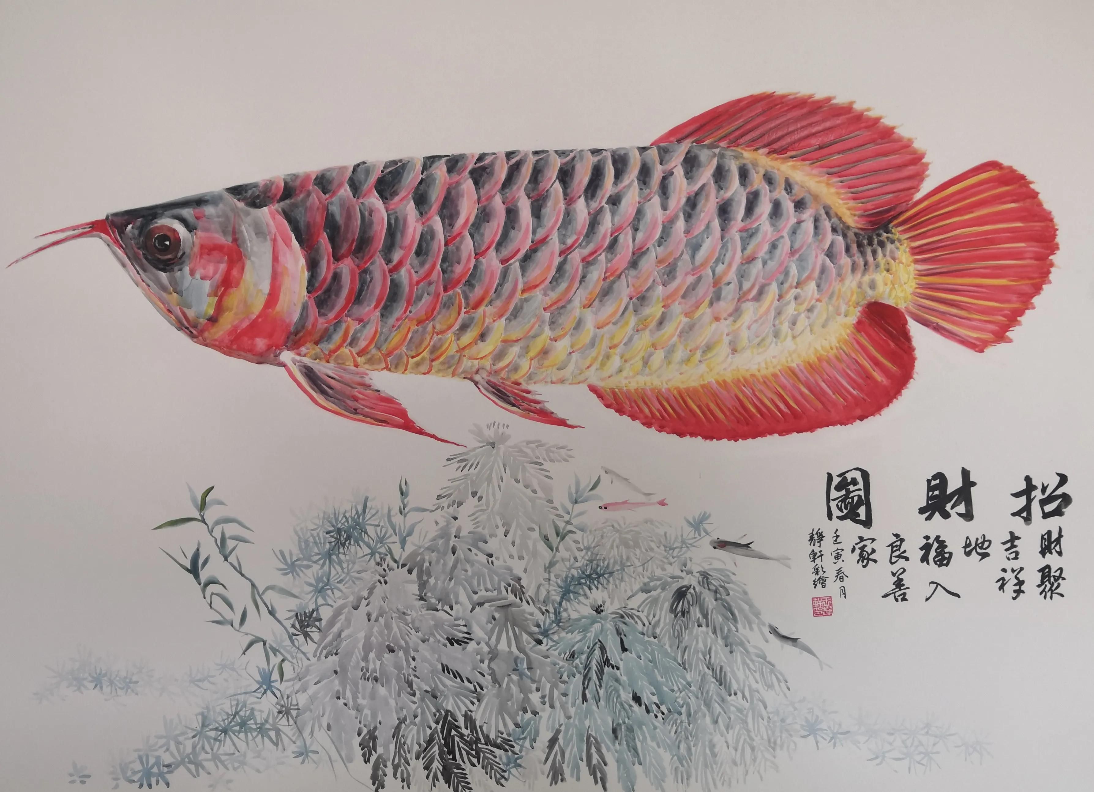 红龙鱼绘画（彩色铅笔范画红龙鱼）