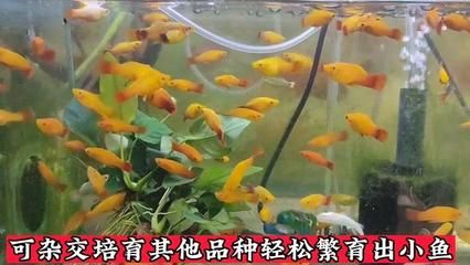 祥龙鱼场观赏鱼有哪些品种图片（祥龙鱼场提供的部分观赏鱼品种及其图片）