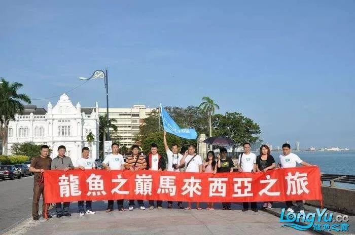 顶级龙鱼批发商电话（深圳龙鱼批发市场地址查询深圳哪里有水族馆龙鱼苗） 龙鱼百科 第3张