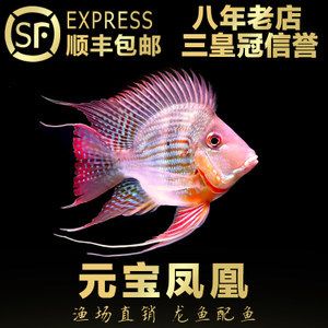 红龙鱼最佳配鱼及搭配数量（红龙鱼的最佳配鱼） 龙鱼百科 第6张