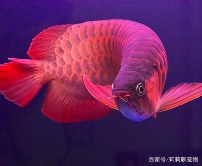 红龙鱼两年能长多大（红龙鱼一年能长多大） 龙鱼百科 第4张