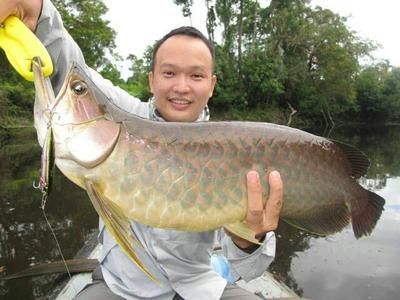 金龙鱼 陈栋（金龙鱼公司即益海嘉里(启东)粮油工业有限公司） 龙鱼百科 第7张