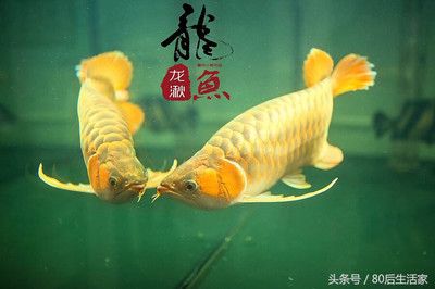 红龙鱼风水功效（家中养红龙鱼对风水有什么作用） 龙鱼百科 第6张