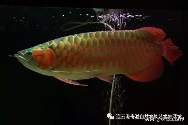 红龙鱼学名叫什么（红龙鱼的学名叫做scleropagesformosus） 龙鱼百科 第7张