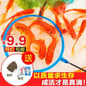 红龙鱼喂饲料好吗（红龙鱼喂饲料优缺点分析红龙鱼喂饲料的优缺点分析） 龙鱼百科 第5张