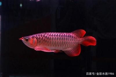 红龙鱼养多久成年鱼（红龙鱼从幼苗期到成年期大约需要4-5年时间） 龙鱼百科 第1张