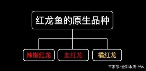 红龙鱼底色分几种（养红龙鱼用什么颜色）