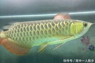 金龙鱼30公分没珠鳞（金龙鱼30公分没有珠鳞怎么办？） 龙鱼百科 第6张