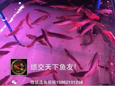 虎鱼打龙鱼解决办法（虎鱼一直打龙鱼怎么办？） 龙鱼百科 第3张