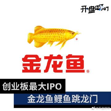 金龙鱼 ipo（卷入油罐车事件的金龙鱼）