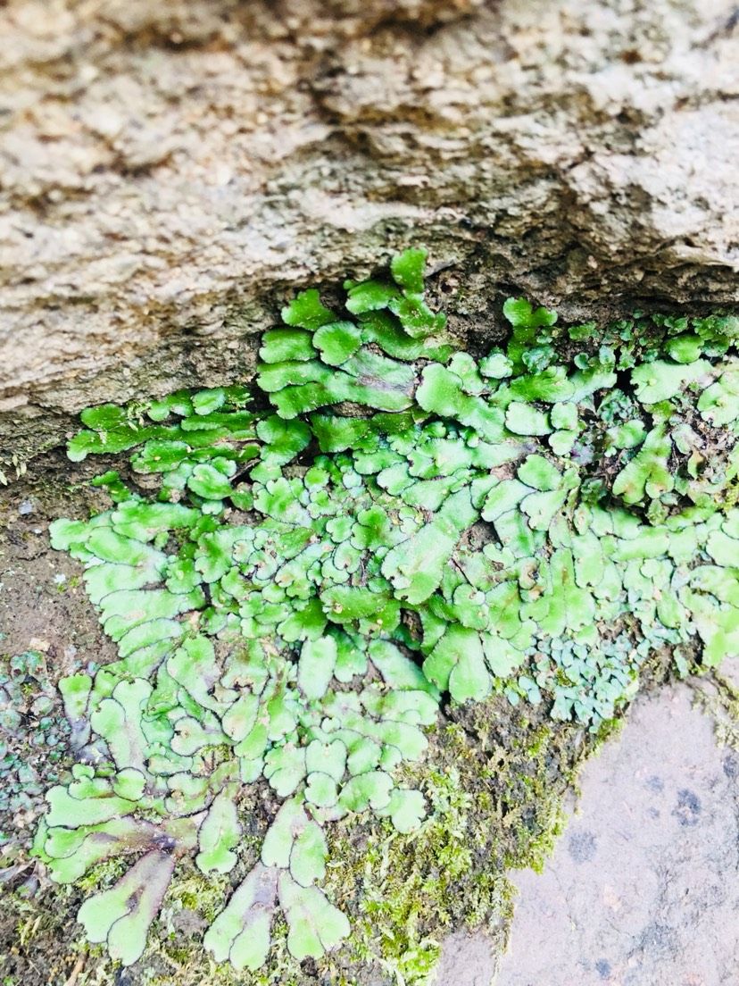 苔藓的美（欣赏一下,菠萝兔评论:这样自然的野采地点越来越不好找了） 观赏鱼论坛 第2张