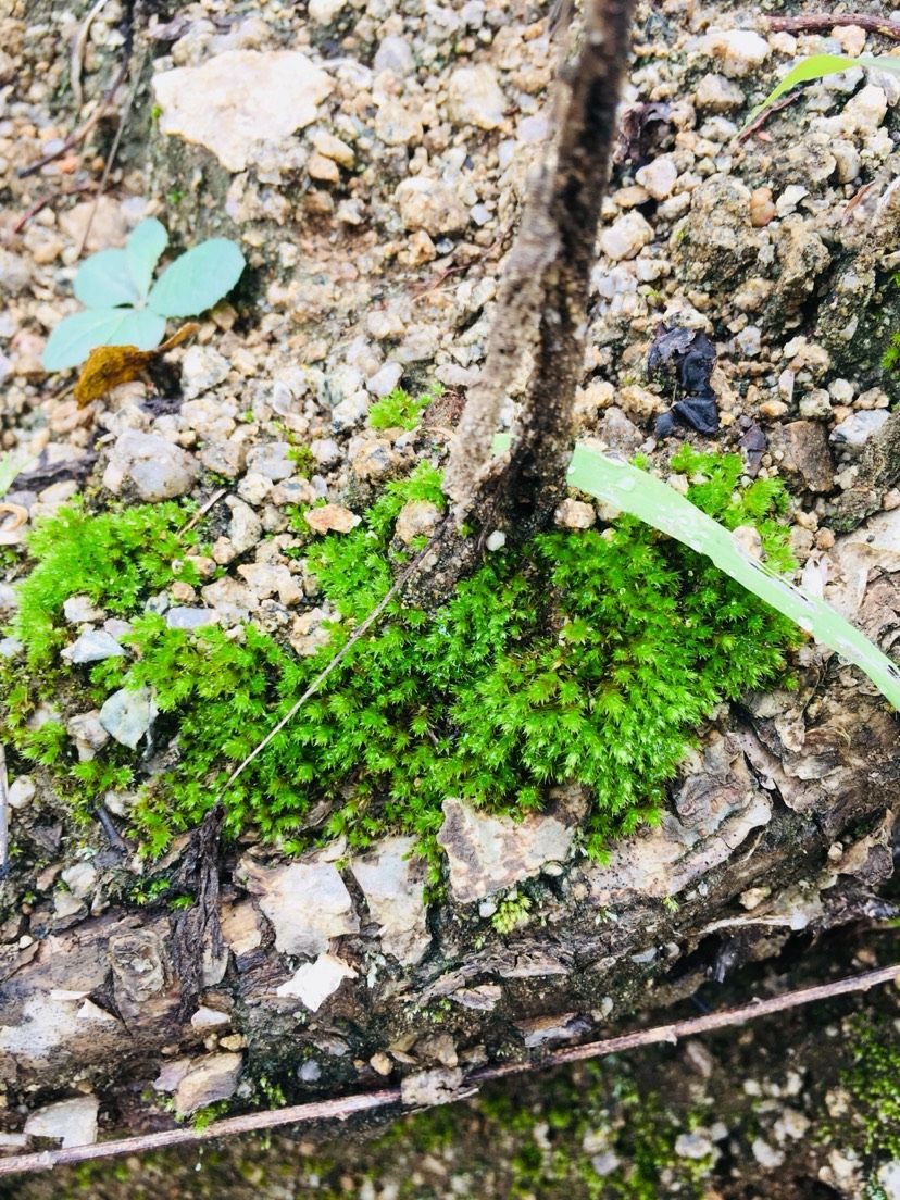 苔藓的美（欣赏一下,菠萝兔评论:这样自然的野采地点越来越不好找了） 观赏鱼论坛 第4张