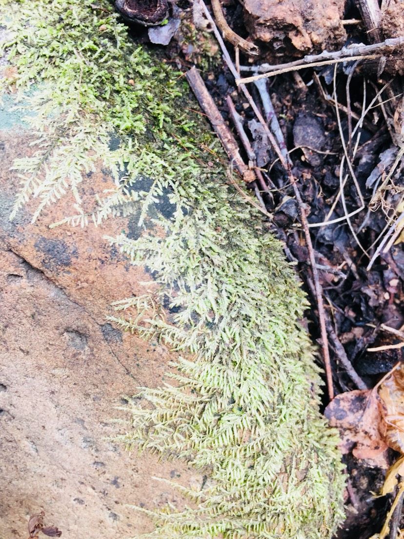 苔藓的美（欣赏一下,菠萝兔评论:这样自然的野采地点越来越不好找了） 观赏鱼论坛 第5张