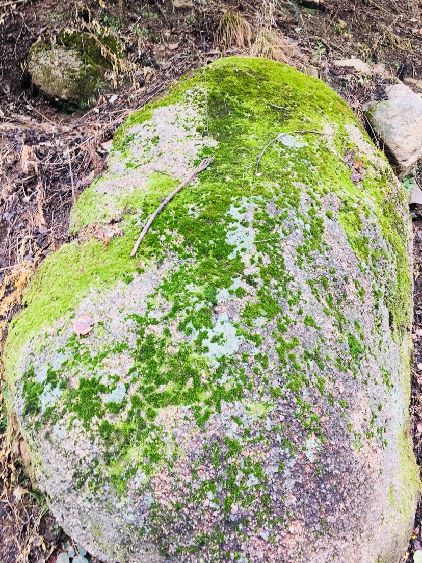 苔藓的美（欣赏一下,菠萝兔评论:这样自然的野采地点越来越不好找了） 观赏鱼论坛 第6张