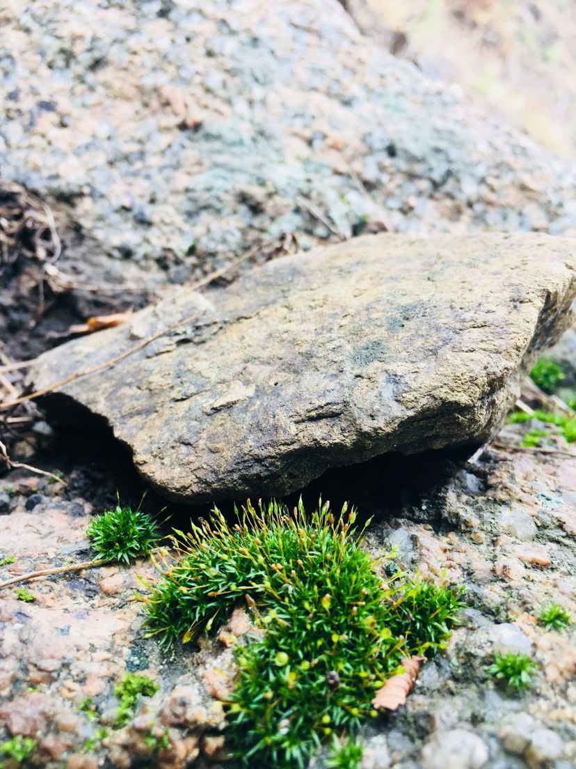 苔藓的美（欣赏一下,菠萝兔评论:这样自然的野采地点越来越不好找了） 观赏鱼论坛 第9张