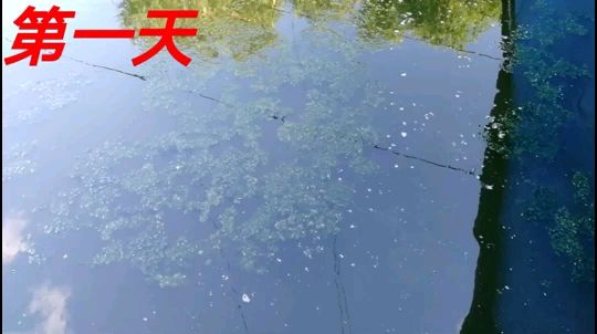 治理水（三天时间很成功,疯狂鱼石头） 观赏鱼论坛