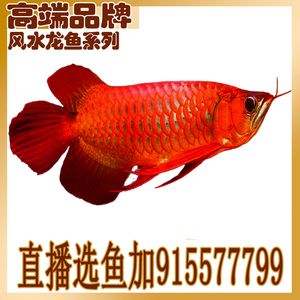 红龙鱼四大品牌是什么（红龙鱼的四大品牌分别是superred、bettaking,bettaking,） 龙鱼百科 第6张