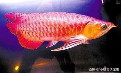 红龙鱼夏天鱼缸水温（夏季管理红龙鱼的鱼缸水温） 龙鱼百科 第6张