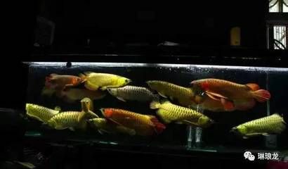 兰考大洋水族鱼缸店：兰考大洋水族鱼缸