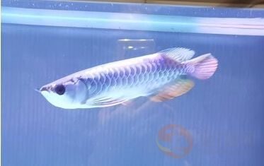 顺德区大良颖发水族器材用品店：佛山市顺德区大良颖发水族器材用品店