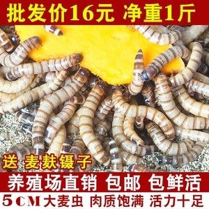 金龙鱼吃面包虫的好处有哪些：金龙鱼吃面包虫好吗 龙鱼百科 第6张