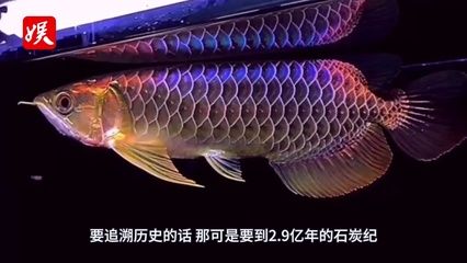 小金龙鱼视频播放：关于小金龙鱼视频播放器的问题 水族问答 第7张